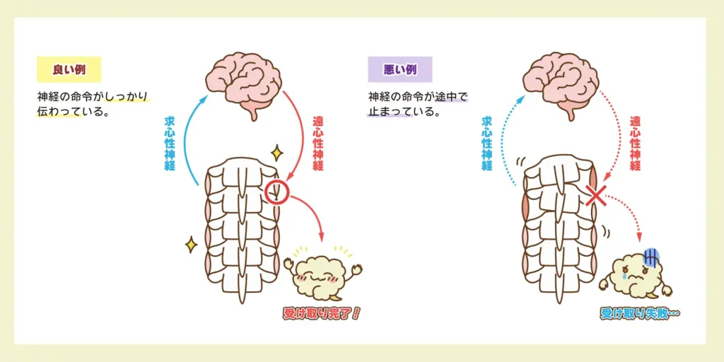 「頚椎1番(アトラス)」の説明