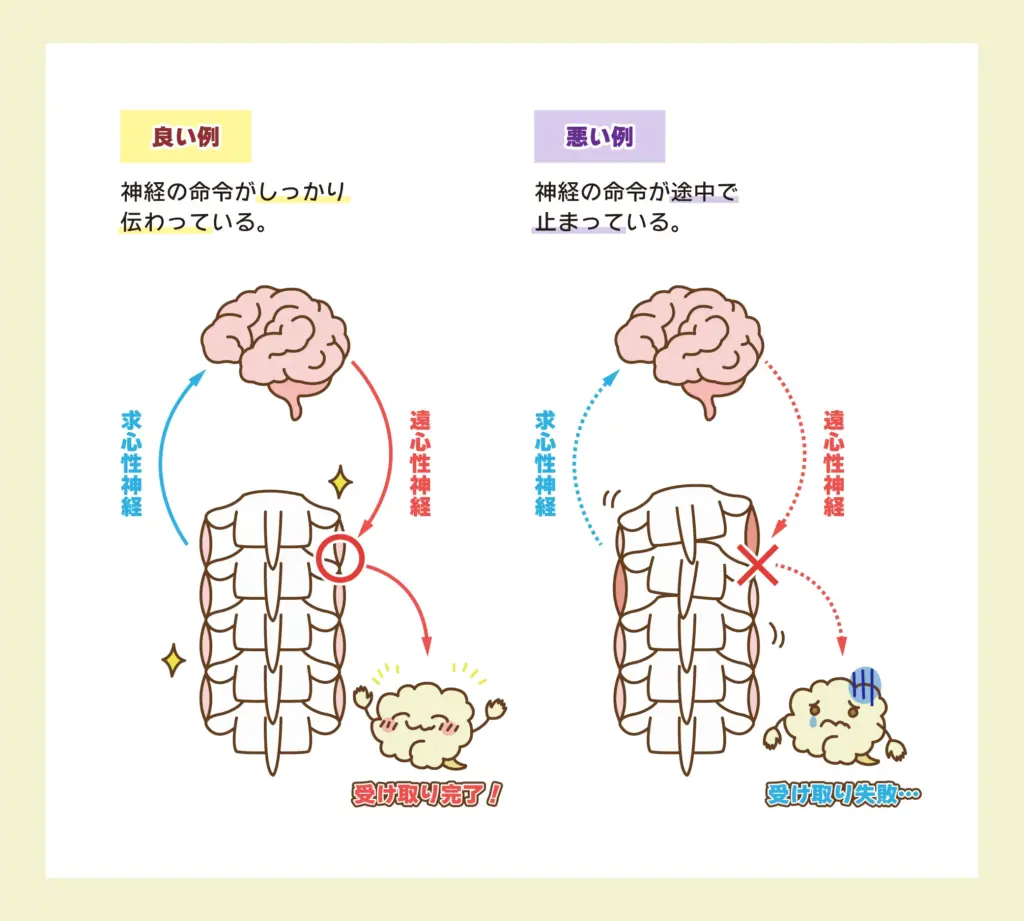 「頚椎1番(アトラス)」の説明